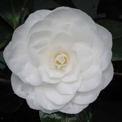 Japanese Camellia 'Nuccio's Gem'